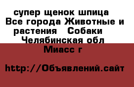 супер щенок шпица - Все города Животные и растения » Собаки   . Челябинская обл.,Миасс г.